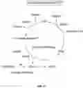 Fig. 07 - Modulatable switch for selection of donor modified cells