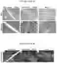 Fig. 05 - Tissue repair by stem cell recruitment and differentiation