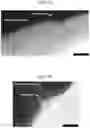 Fig. 06 - Tissue repair by stem cell recruitment and differentiation