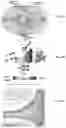 Fig. 07 - Tissue repair by stem cell recruitment and differentiation