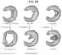Fig. 09 - Tissue repair by stem cell recruitment and differentiation