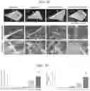 Fig. 11 - Tissue repair by stem cell recruitment and differentiation