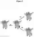 Fig. 02 - METHODS AND COMPOSITIONS FOR TISSUE THERAPY AND ANALYSIS
