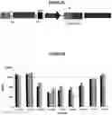 Fig. 06 - IL-12 IMMUNOTHERAPY FOR CANCER