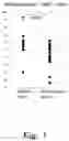Fig. 02 - Composition for alleviating mental health disorder
