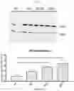Fig. 03 - METHODS AND COMPOSITIONS OF OTC CONSTRUCTS AND VECTORS