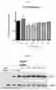 Fig. 08 - METHODS AND COMPOSITIONS OF OTC CONSTRUCTS AND VECTORS