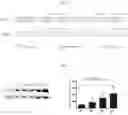 Fig. 15 - METHODS AND COMPOSITIONS OF OTC CONSTRUCTS AND VECTORS