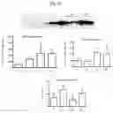 Fig. 19 - METHODS AND COMPOSITIONS OF OTC CONSTRUCTS AND VECTORS