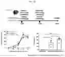 Fig. 32 - METHODS AND COMPOSITIONS OF OTC CONSTRUCTS AND VECTORS