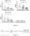 Fig. 14 - METHODS AND COMPOSITIONS OF MMA CONSTRUCTS AND VECTORS
