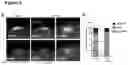 Fig. 04 - METHOD OF STIMULATING ASYMMETRIC DIVISION OF SATELLITE STEM CELLS