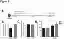 Fig. 10 - METHOD OF STIMULATING ASYMMETRIC DIVISION OF SATELLITE STEM CELLS