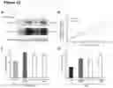 Fig. 13 - METHOD OF STIMULATING ASYMMETRIC DIVISION OF SATELLITE STEM CELLS