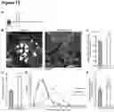 Fig. 14 - METHOD OF STIMULATING ASYMMETRIC DIVISION OF SATELLITE STEM CELLS