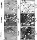 Fig. 06 - Compositions and methods for treating an active infection