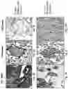 Fig. 07 - Compositions and methods for treating an active infection