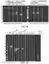 Fig. 07 - RNA BACTERIAL VACCINES