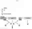 Fig. 02 - Immunization agents and methods of use