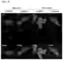 Fig. 05 - PHARMACEUTICAL COMPOSITION PREVENTING OR TREATING AN INFLUENZA VIRAL INFECTIOUS DISEASE