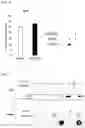 Fig. 06 - PHARMACEUTICAL COMPOSITION PREVENTING OR TREATING AN INFLUENZA VIRAL INFECTIOUS DISEASE