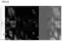 Fig. 07 - PHARMACEUTICAL COMPOSITION PREVENTING OR TREATING AN INFLUENZA VIRAL INFECTIOUS DISEASE