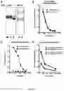 Fig. 11 - Methods for immunizing pre-immune subjects against respiratory syncytial virus (RSV)