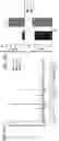 Fig. 24 - RADIOFREQUENCY FIELD HYPERTHERMIA AND SOLID TUMOR IMMUNOMODULATION