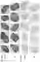 Fig. 27 - RADIOFREQUENCY FIELD HYPERTHERMIA AND SOLID TUMOR IMMUNOMODULATION
