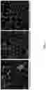 Fig. 06 - Tumor treatment methods using cells that localize to the tumor