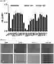 Fig. 25 - MODULATORS OF FAK PROTEOLYSIS AND ASSOCIATED METHODS OF USE