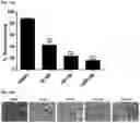 Fig. 26 - MODULATORS OF FAK PROTEOLYSIS AND ASSOCIATED METHODS OF USE