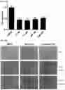 Fig. 27 - MODULATORS OF FAK PROTEOLYSIS AND ASSOCIATED METHODS OF USE