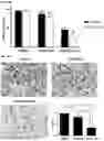Fig. 28 - MODULATORS OF FAK PROTEOLYSIS AND ASSOCIATED METHODS OF USE