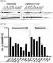Fig. 30 - MODULATORS OF FAK PROTEOLYSIS AND ASSOCIATED METHODS OF USE