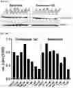 Fig. 31 - MODULATORS OF FAK PROTEOLYSIS AND ASSOCIATED METHODS OF USE