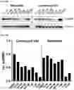 Fig. 32 - MODULATORS OF FAK PROTEOLYSIS AND ASSOCIATED METHODS OF USE