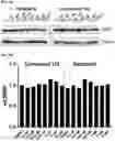 Fig. 33 - MODULATORS OF FAK PROTEOLYSIS AND ASSOCIATED METHODS OF USE