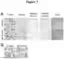 Fig. 04 - Methods for DNA-dependent targeting of a cell permeant antibody
