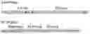 Fig. 01 - PSMA-specific binding proteins