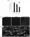 Fig. 05 - Activity-based probe compounds, compositions, and methods of use