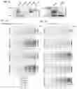 Fig. 06 - Activity-based probe compounds, compositions, and methods of use