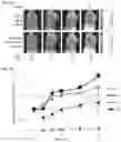 Fig. 07 - Activity-based probe compounds, compositions, and methods of use