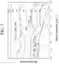Fig. 06 - Curcumin-based magnetic nanostructured system for dual response of imaging and therapeutics