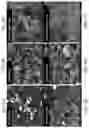 Fig. 07 - Curcumin-based magnetic nanostructured system for dual response of imaging and therapeutics