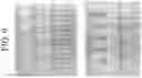 Fig. 10 - Curcumin-based magnetic nanostructured system for dual response of imaging and therapeutics
