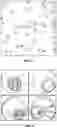 Fig. 03 - Novel Implantable Devices And Related Methods And Materials