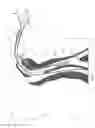 Fig. 02 - ORALLY-PLACED LINE SECUREMENT CLIP