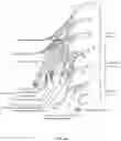 Fig. 05 - Implantable lead affixation structure for nerve stimulation to alleviate bladder dysfunction and other indication