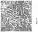 Fig. 05 - Processing optical coherence tomography (OCT) scans